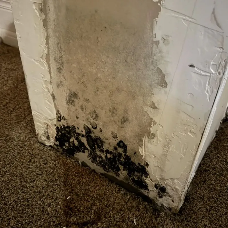 Professional Mold Removal in Many, LA